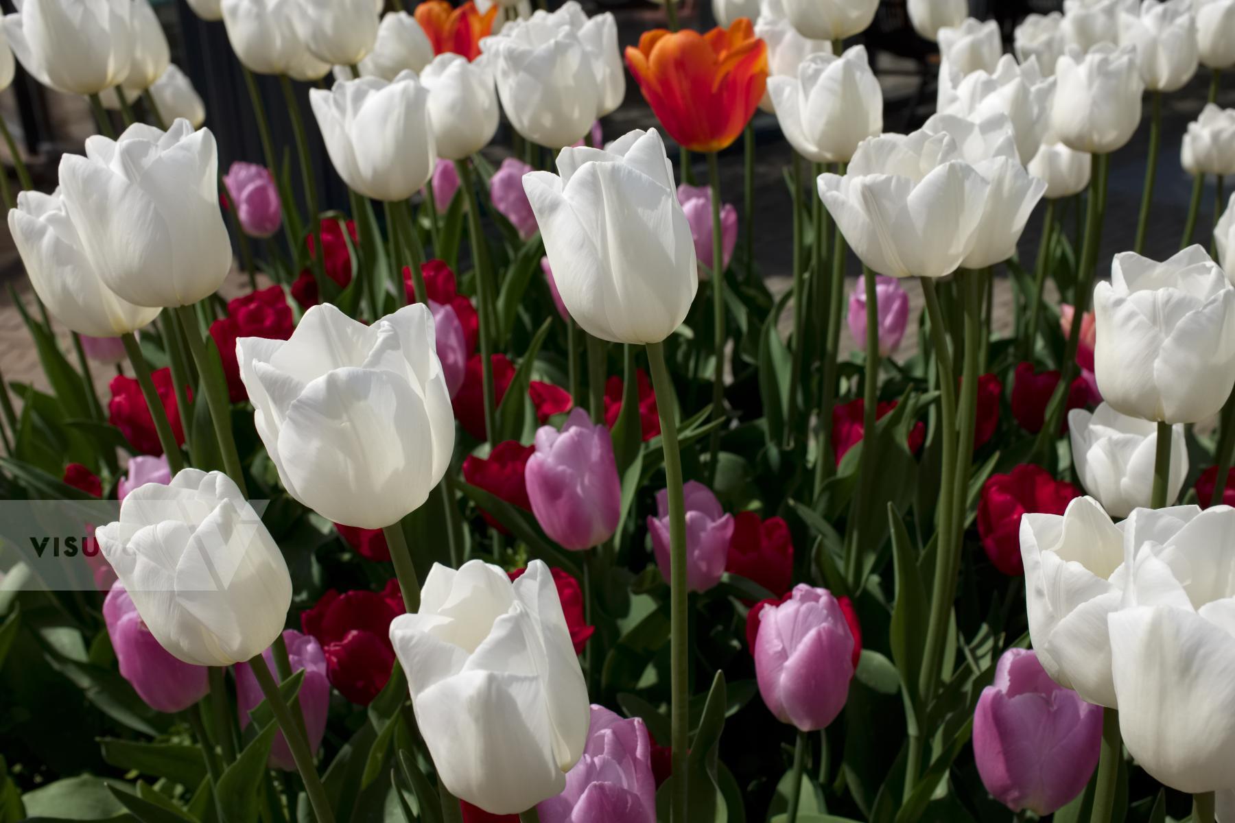 Purchase Tulips by Ellen Kok