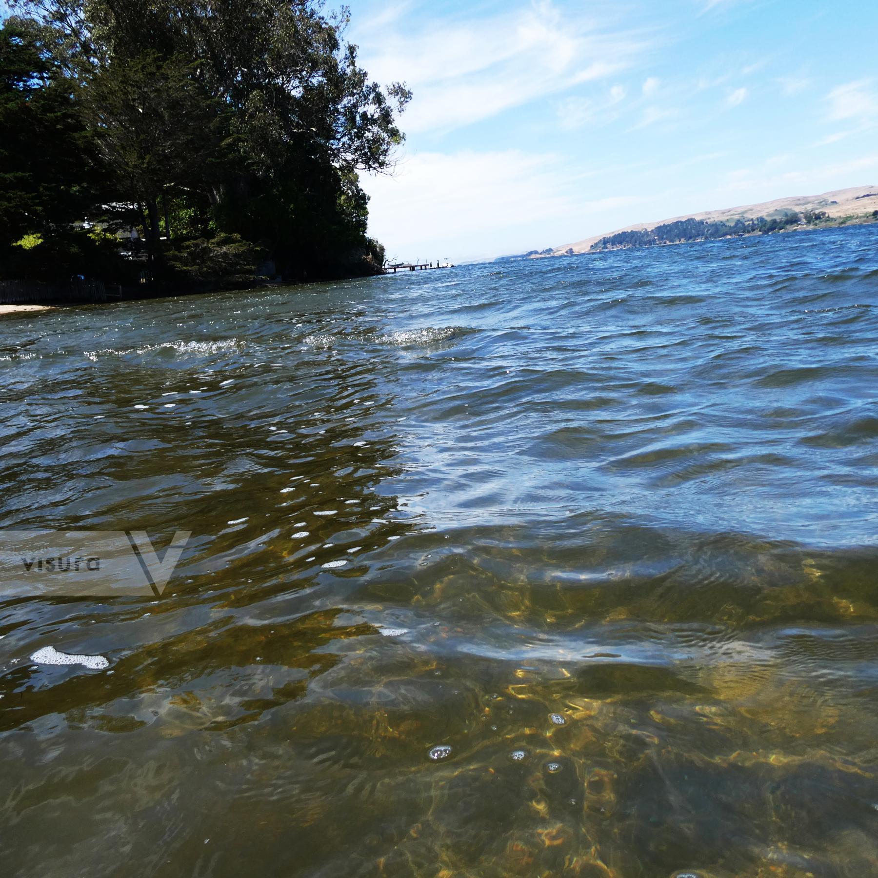 Purchase Swimming in Tomales Bay  by Tish Lampert